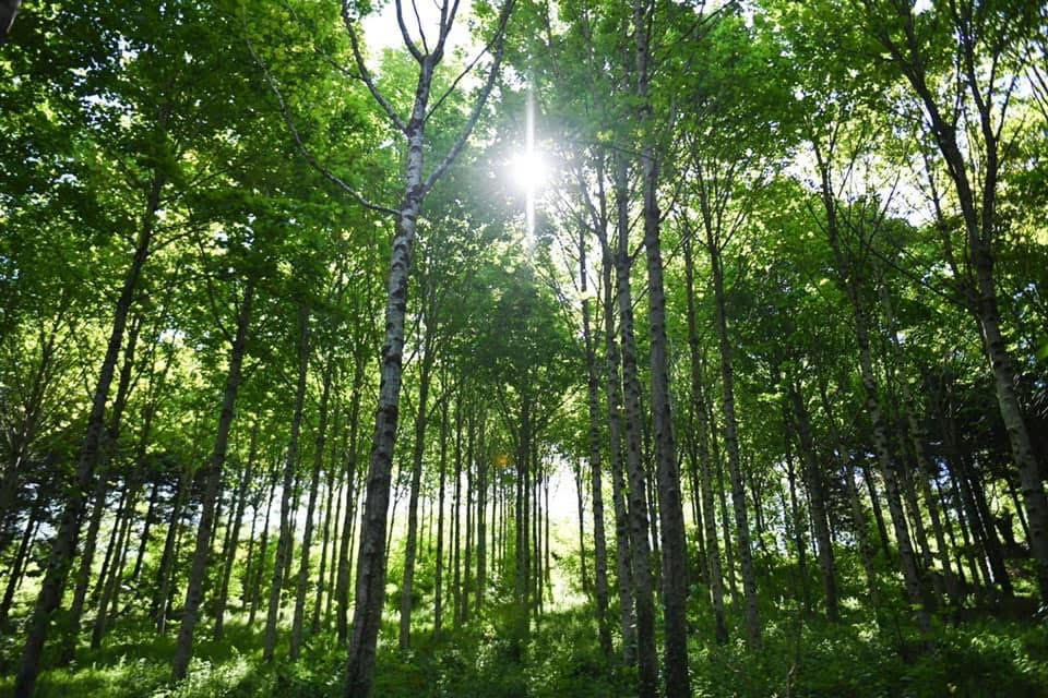 Champion Tree Service—professional tree work in Raleigh and Wake County, North Carolina